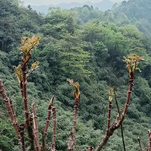 野生刺龙包