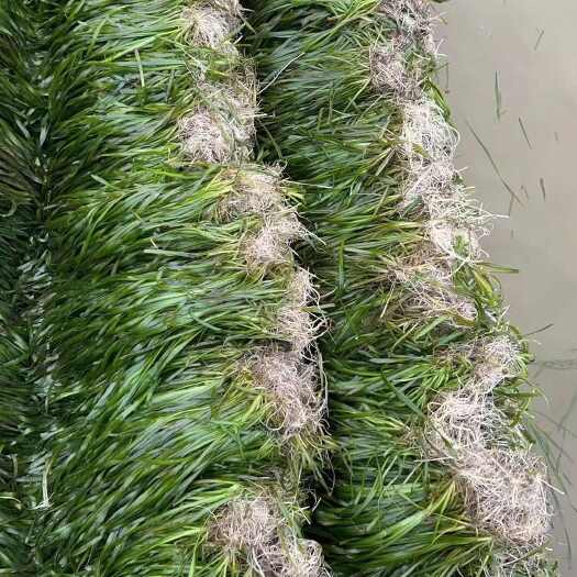 荆州苦草，矮生苦草