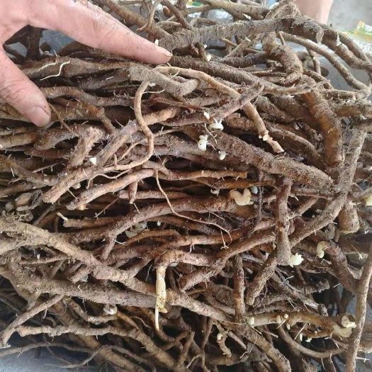 峨边县大通草根条