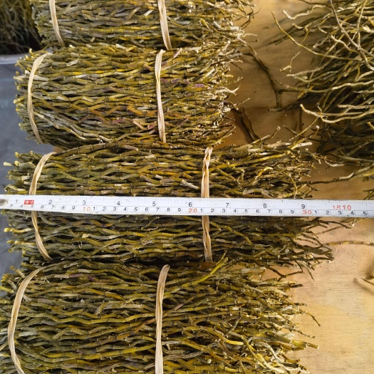 龙陵县铁皮石斛捆干条25公分以上的基地直发