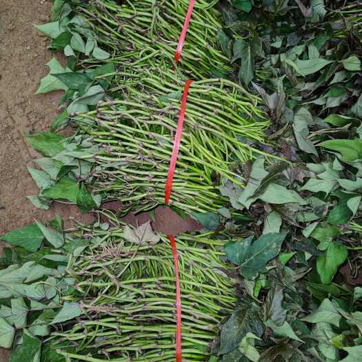 尉氏县哈密红薯苗 25~35cm