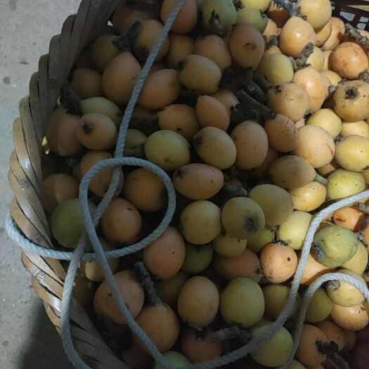 野生枇杷，又甜又好