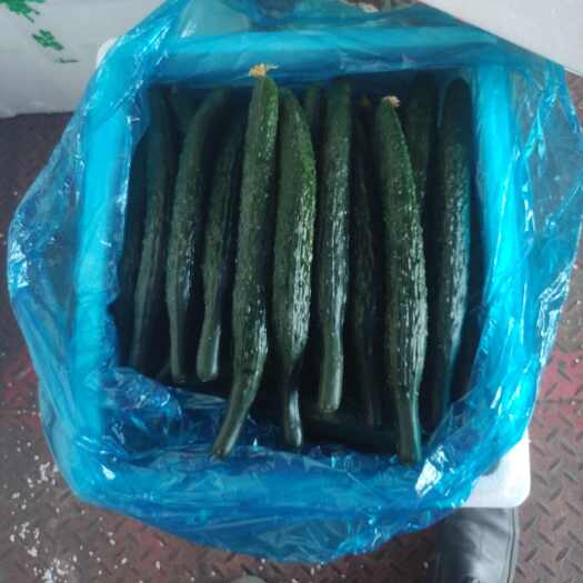 夏邑县刺黄瓜