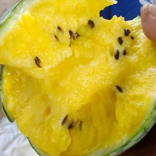 沭阳县特小凤