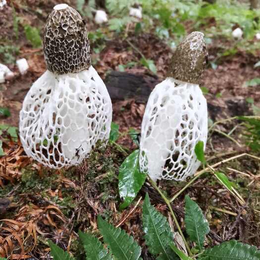 南充红托竹荪四川厂家直发（菌丝已培育好）