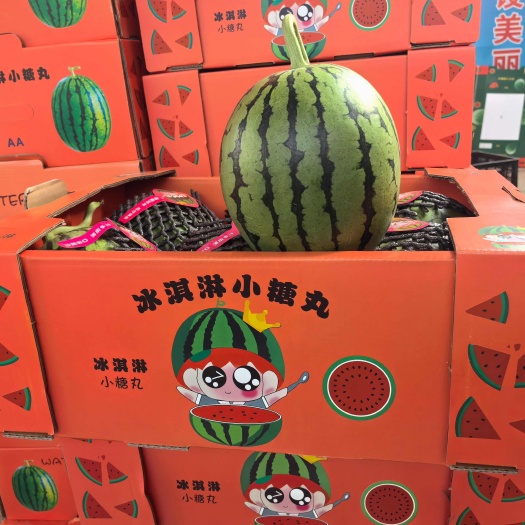 砀山县早春红玉西瓜.小糖丸西瓜.2K西瓜