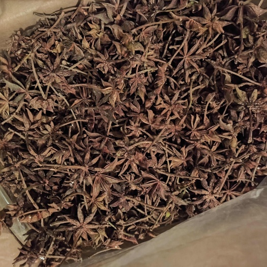 广西百色春花干支八角 自产自销批发