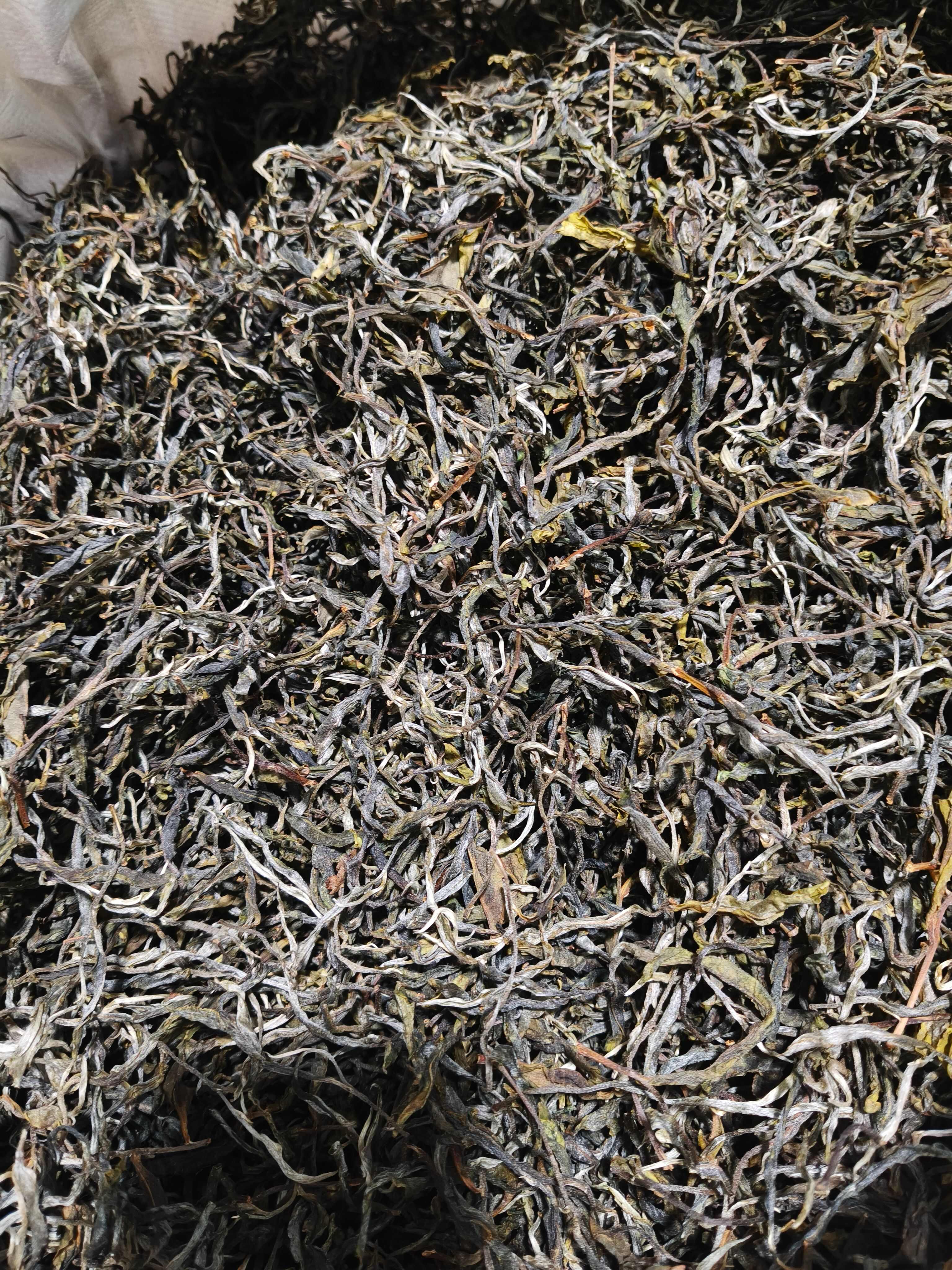 双江县25年老树晒青绿茶（春）手工工艺
