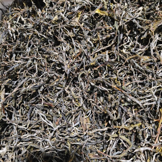 25年老树生茶（春）手工工艺