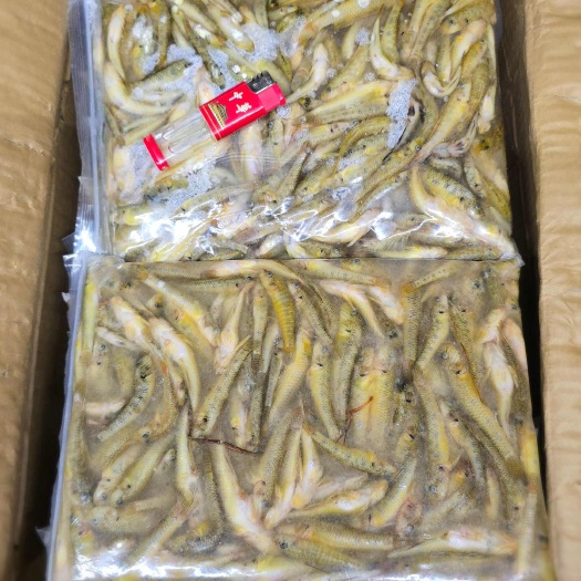广州速冻山坑鱼仔木头鱼石头鱼5-7公分
