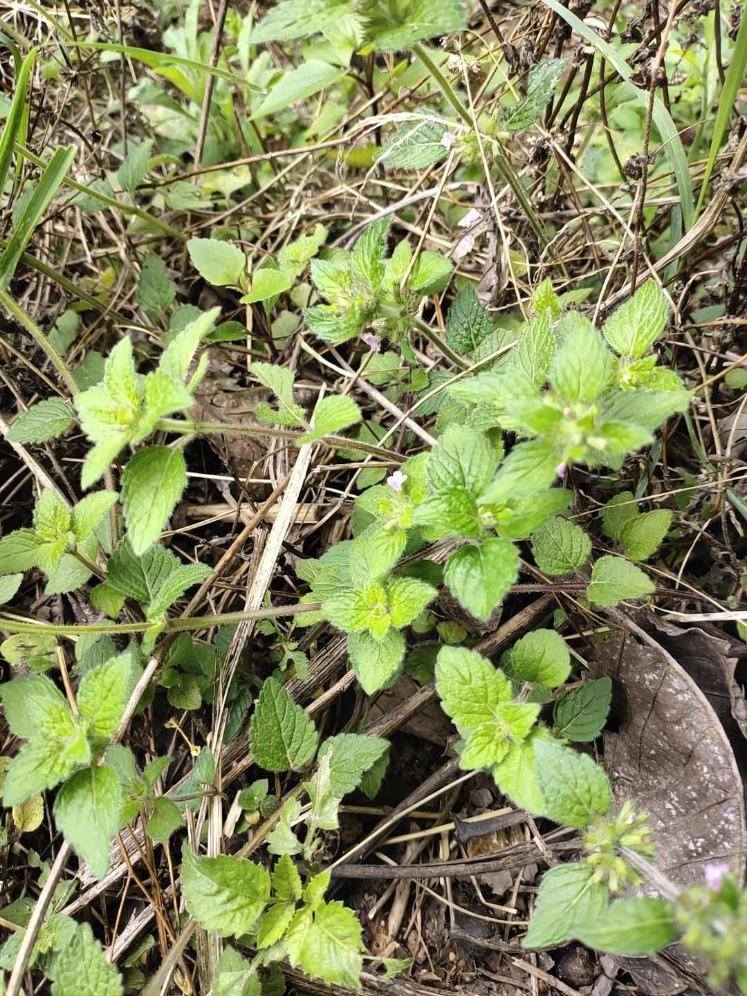 云南货风轮菜又名薄荷鲜货