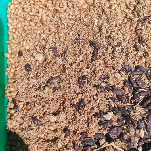 郓城县菏泽土元生态繁殖 土鳖虫 中华土元 幼虫 活体 虫卵 卵虫