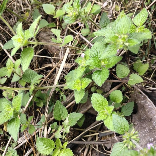 云南货风轮菜又名薄荷鲜货