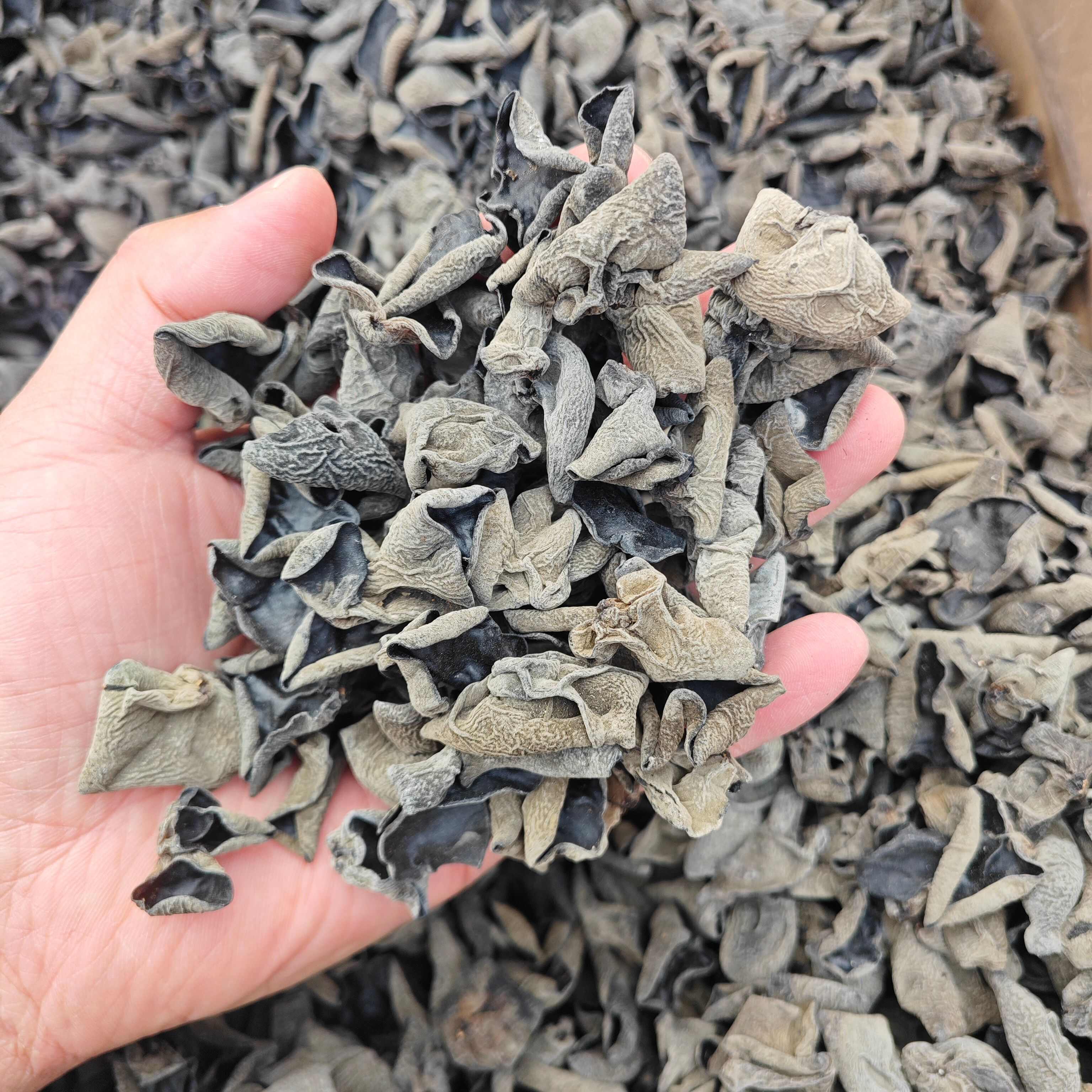【回購率超高】肉厚東北黑木耳干貨秋木耳小碗電商餐飲擺攤可代發(fā)
