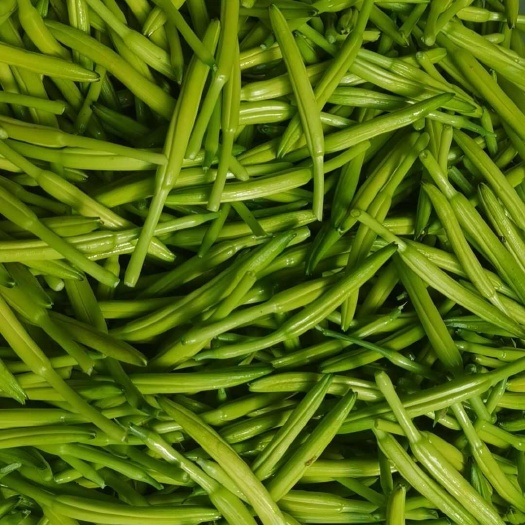 新泰市黄花菜