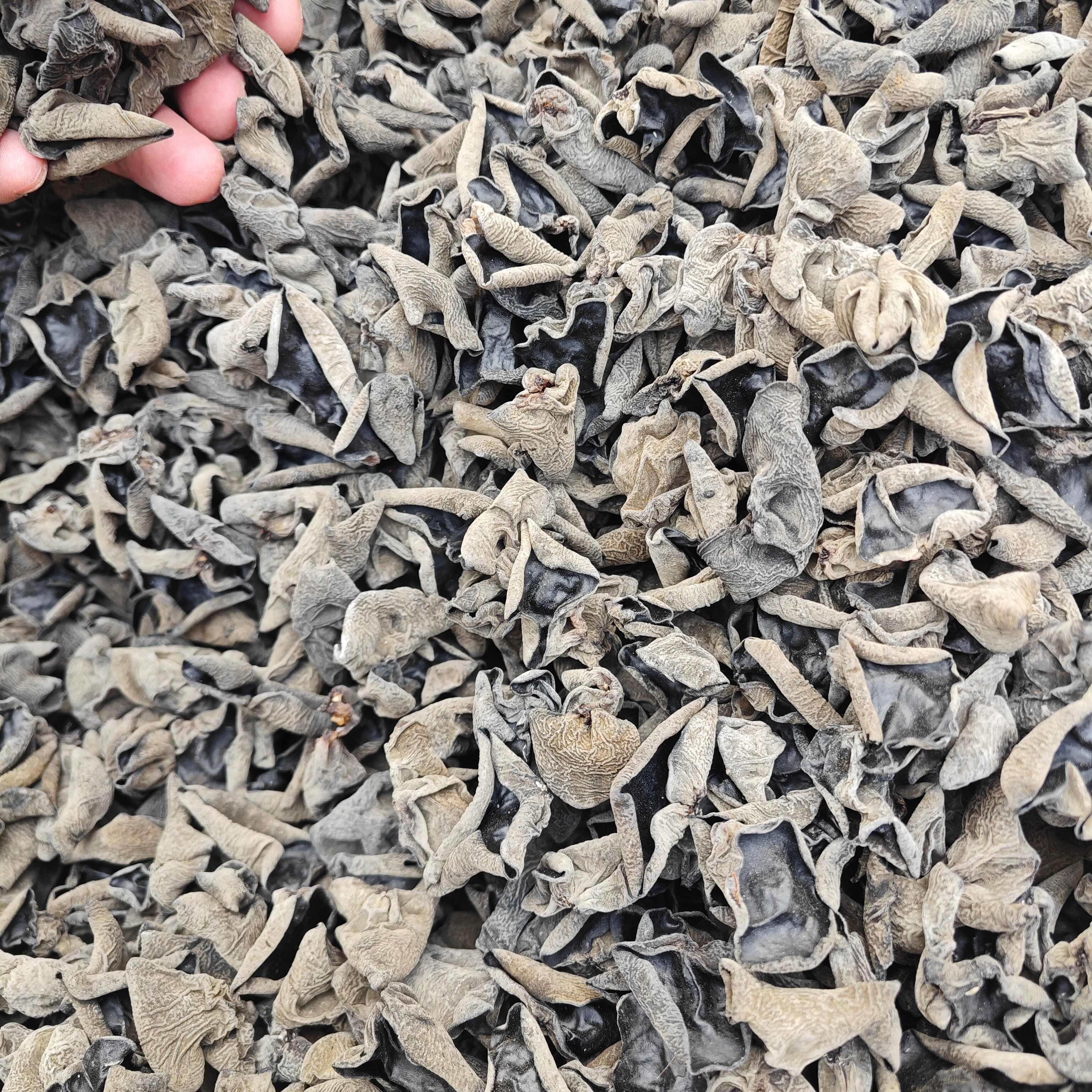 【回購率超高】肉厚東北黑木耳干貨秋木耳小碗電商餐飲擺攤可代發(fā)