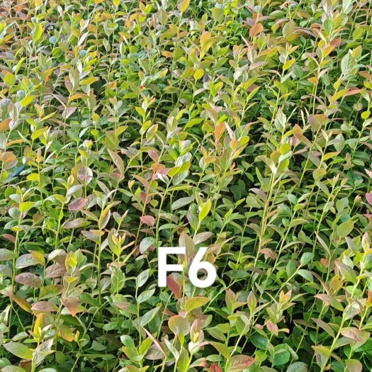 丹东F6 南方陆地可一年两茬 东北暖棚可反季 自花授粉