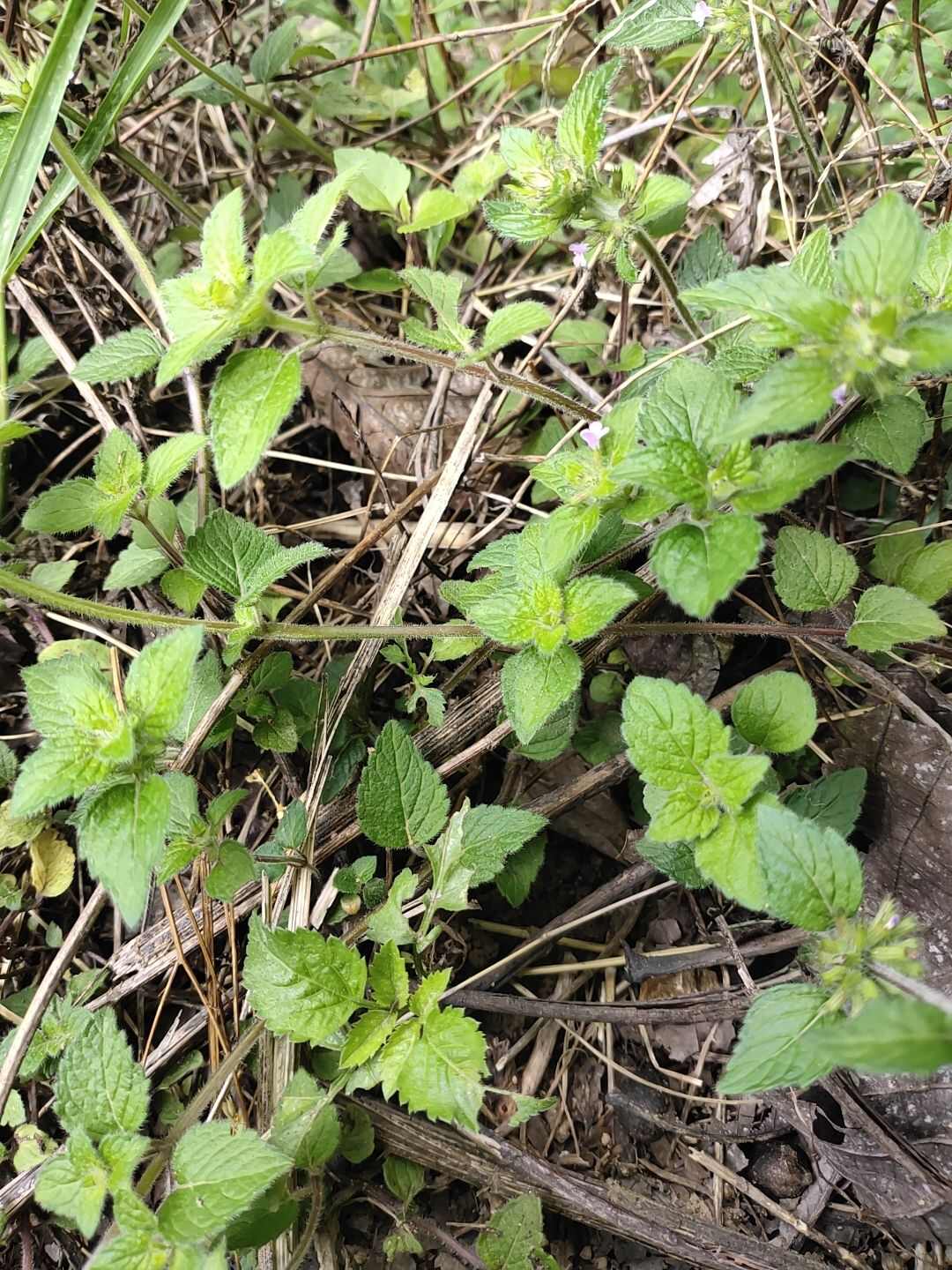 云南货风轮菜又名薄荷鲜货