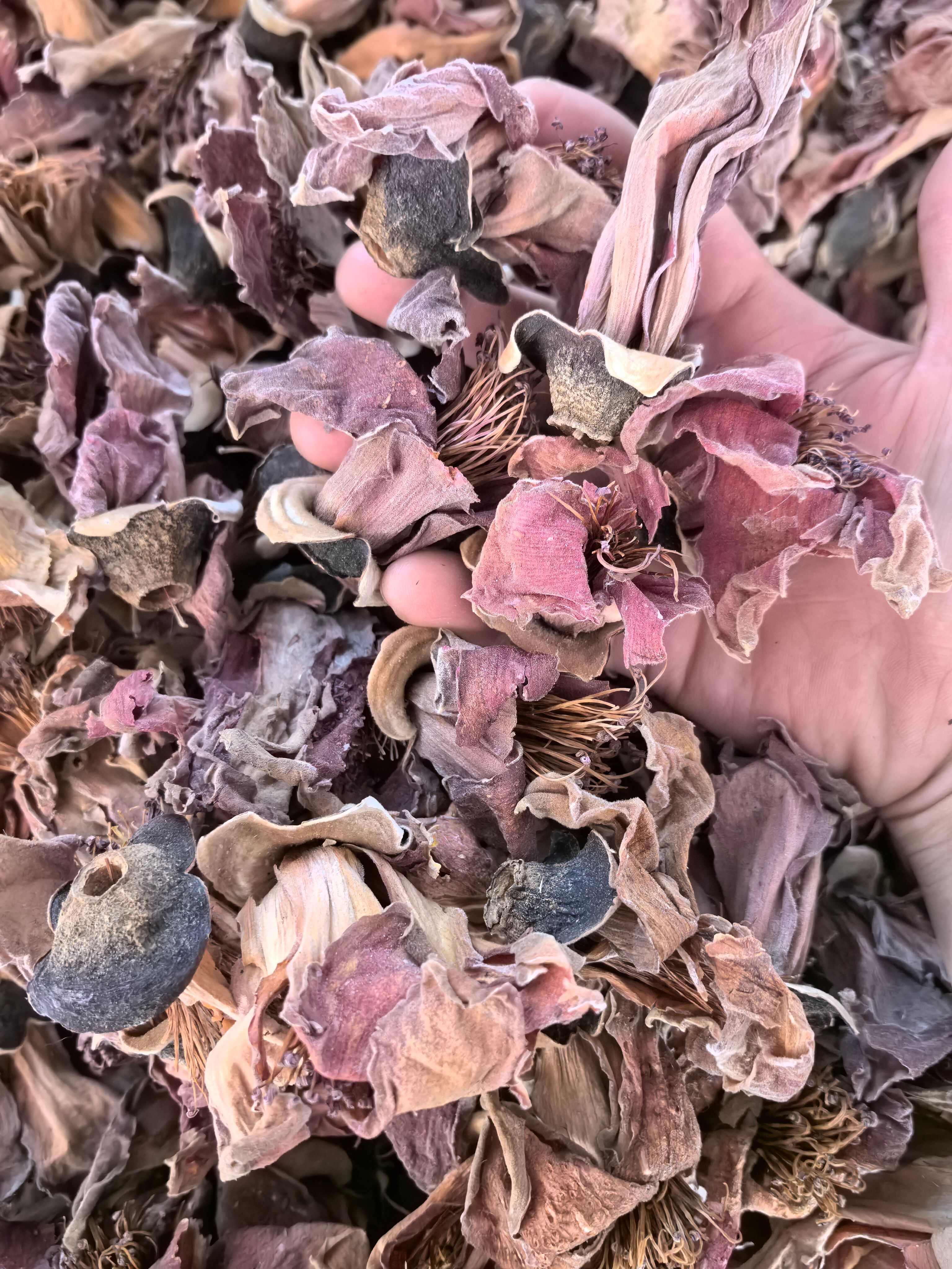 木棉花中药材 无硫干货广东凉茶煲汤