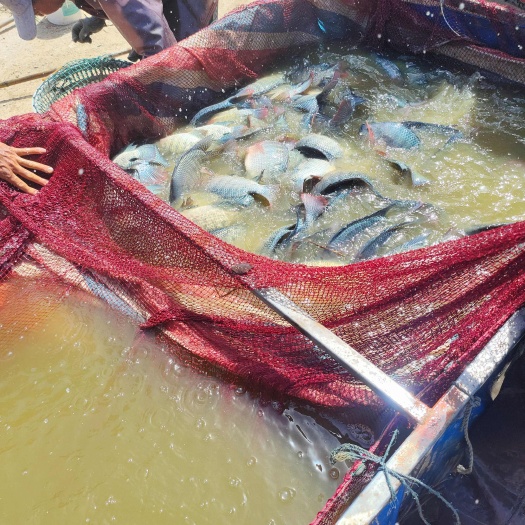原塘咸水罗非鱼，规格0.4-1.5斤(不等)
