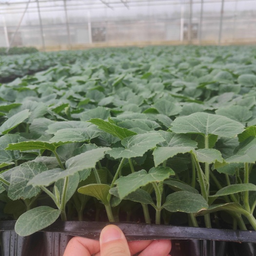 丰顺县南瓜苗香芋板栗南瓜南瓜苗