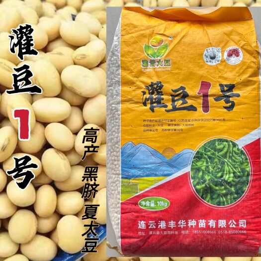 沭阳县灌豆1号黄豆种子黑脐大豆籽高产抗病大田春秋大豆种农家蔬菜种籽