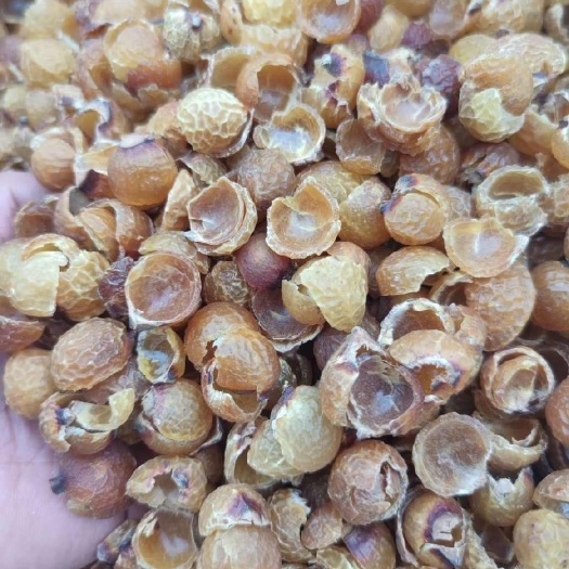 昆明无患子洗手果云南昆明优质无患子中药材 全草类药材批发零售