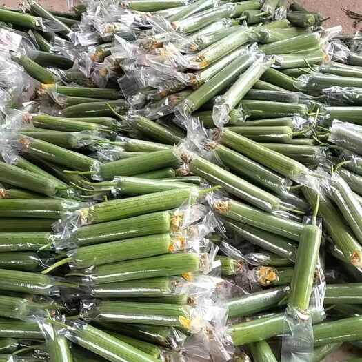 南宁广西南宁新鲜采摘鲜花丝瓜优质蔬菜批发供应量大新鲜货好