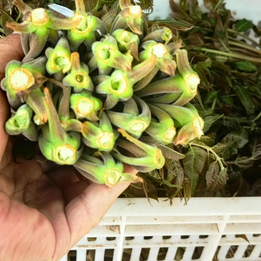 青州市香椿芽，露天头茬精品野生，大量供应☎️要务溜2思幺吧气吧气气