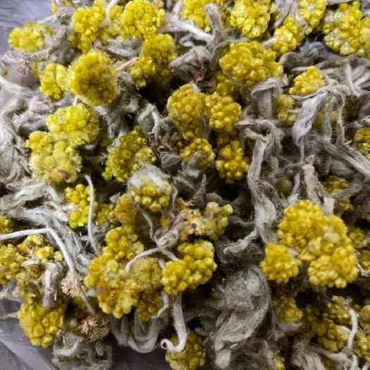 贞丰县正宗晒干鼠曲草清明菜绒毛鼠麴佛耳草干清明果鼠曲草