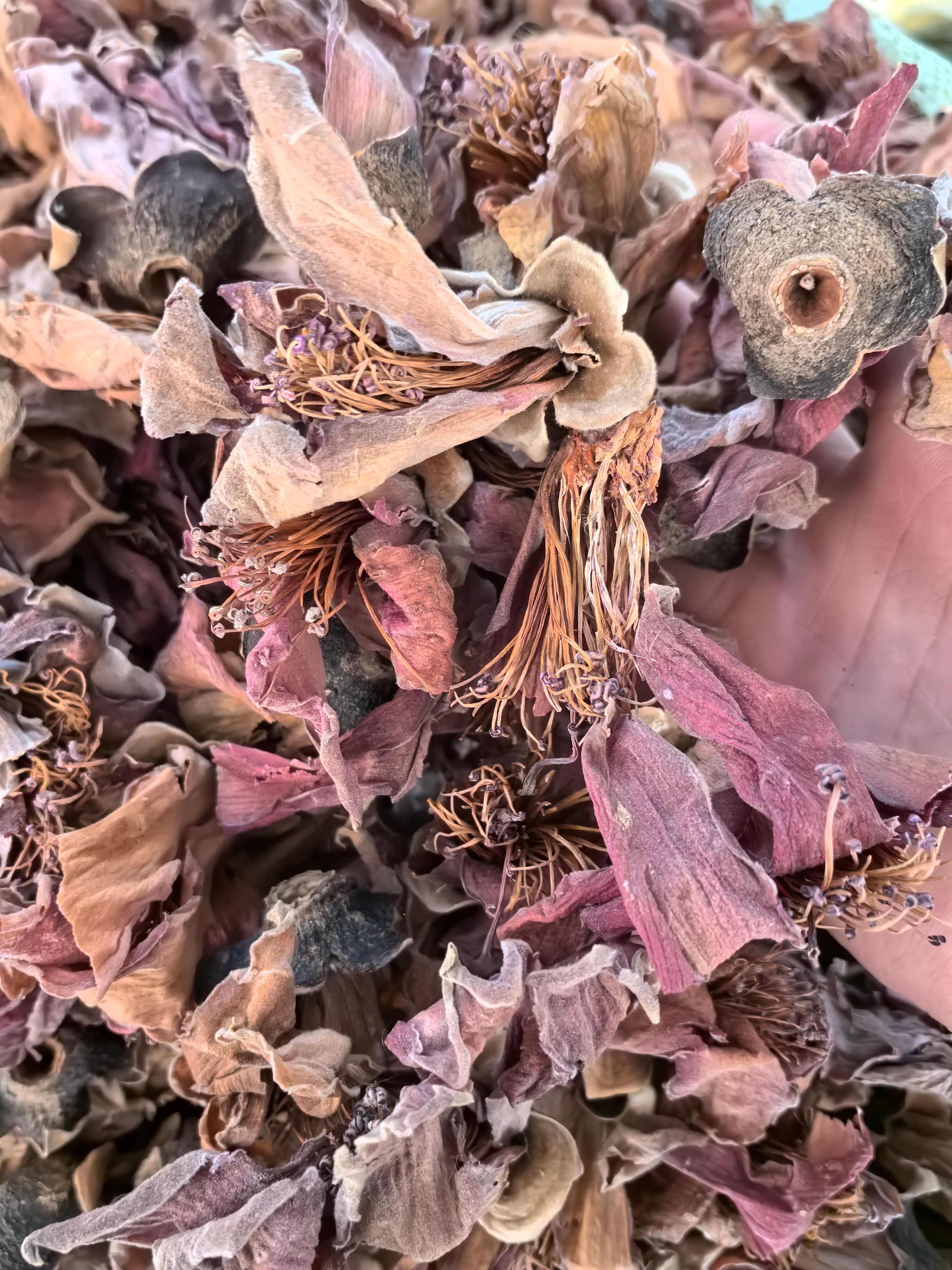 木棉花中药材 无硫干货广东凉茶煲汤