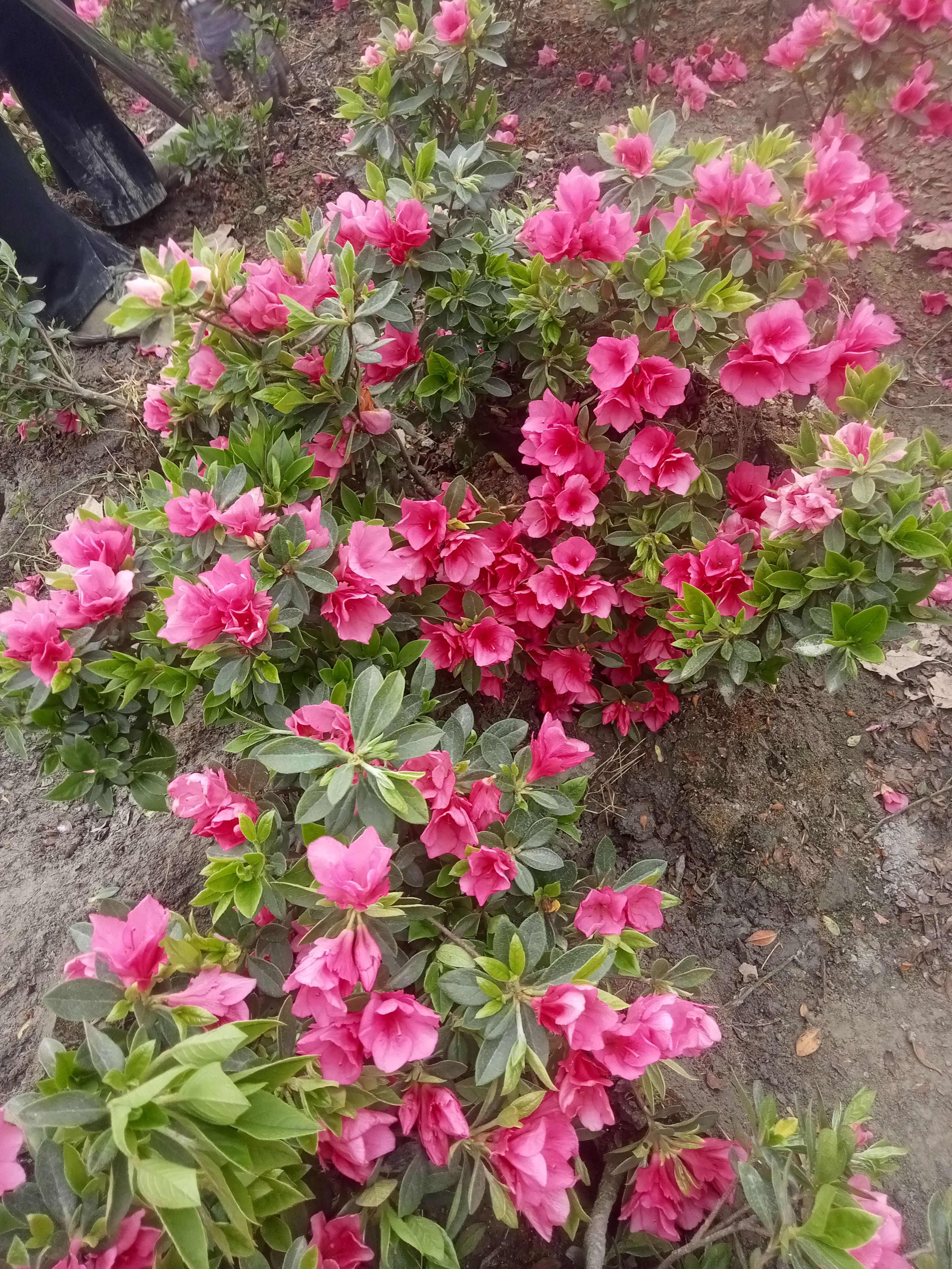 春鹃