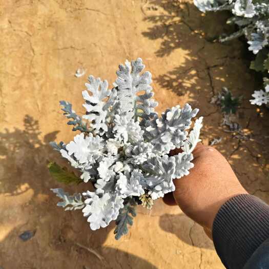 青州市银叶菊 雪叶菊 自家基地 量大优惠