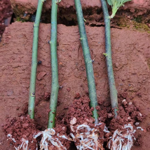 昆明云南基地直发蔷薇苗根系发达枝干粗壮带根发货