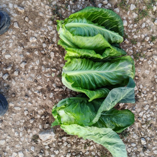 威宁县贵州威宁新鲜牛心甘蓝 绿色蔬菜包菜产地直发