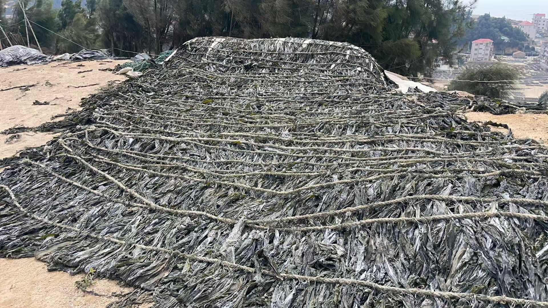 福建海产养殖户为您带来优质干海带，产地直发，确保新鲜与品质。