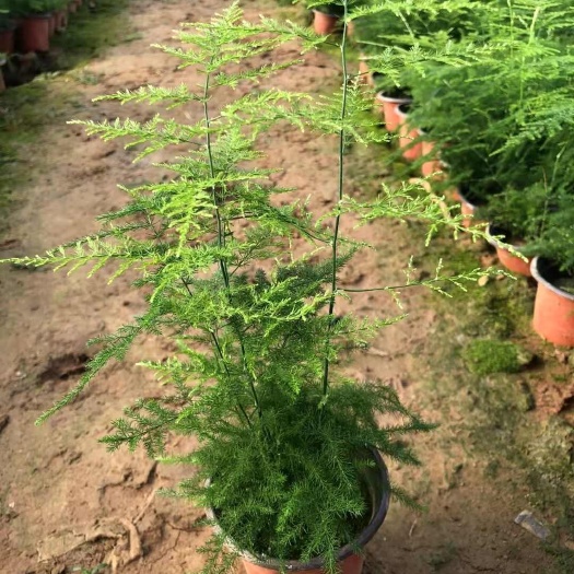 青州市文竹 文竹杯苗 基地直发 量大可优惠