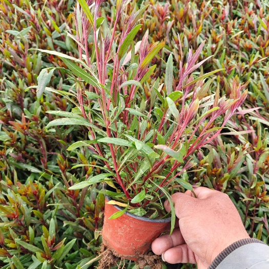青州市山桃草 袋苗营养杯绿化苗产地直发一手货源