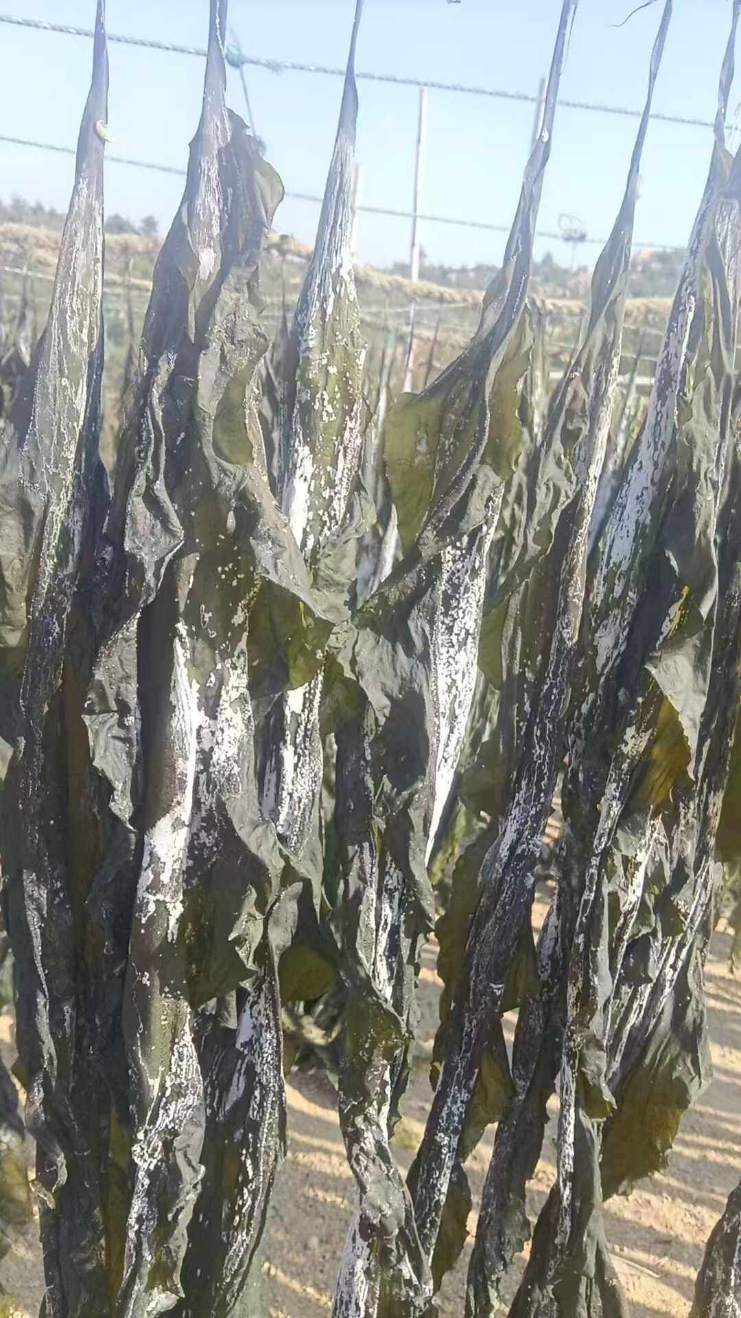 福建海产养殖户为您带来优质干海带，产地直发，确保新鲜与品质。