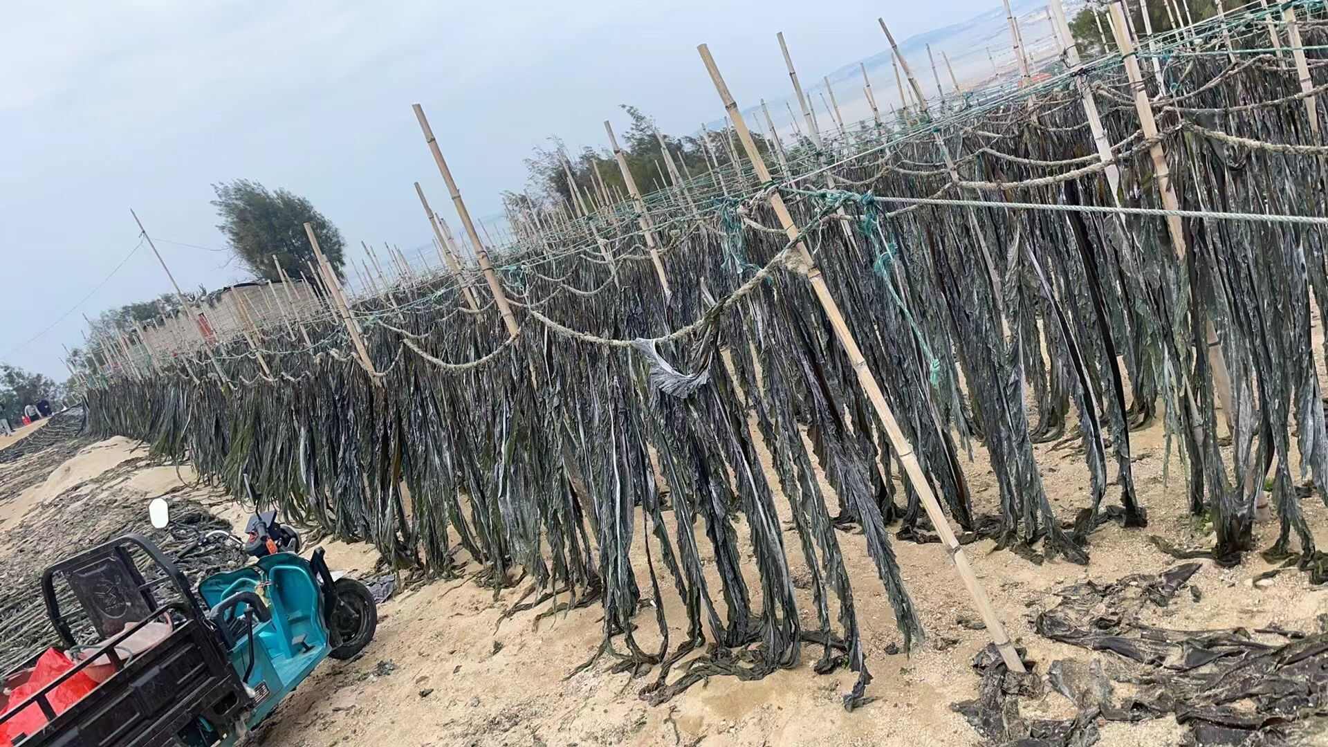 福建海产养殖户为您带来优质干海带，产地直发，确保新鲜与品质。