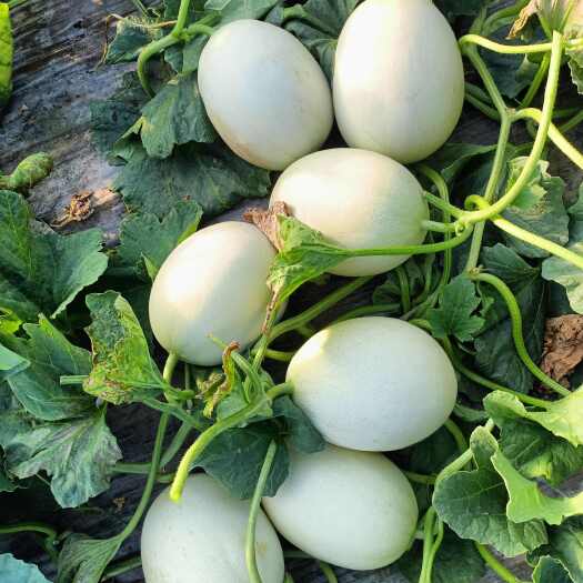 上海上海南汇玉菇甜瓜