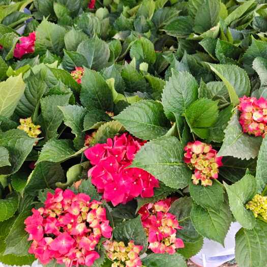 青州市八仙花 绿化绣球 绣球 死苗补发 量大可优惠