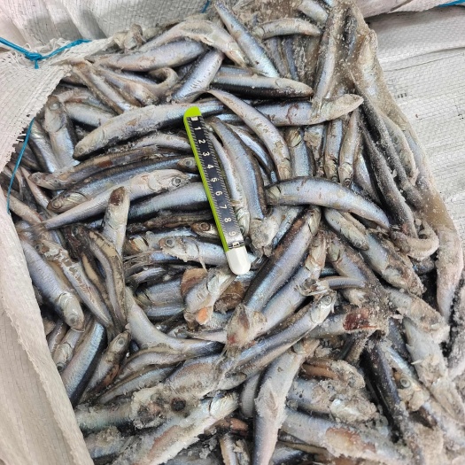 荣成市山东威海石岛拖网鳀鱼1锅2锅3锅规格齐全
