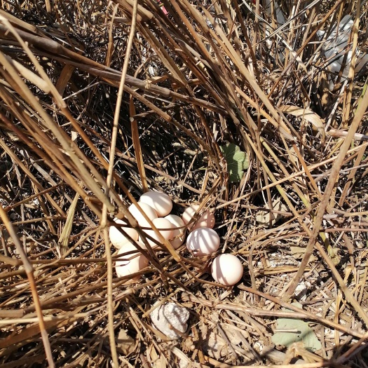 安顺贵州纯包谷散养土鸡蛋，味美品供营养丰富