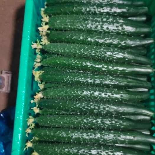 冠县短把密刺黄瓜