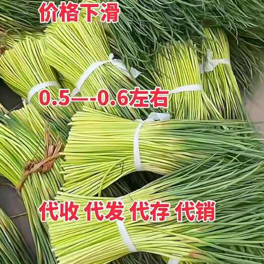 邳州市红帽蒜薹