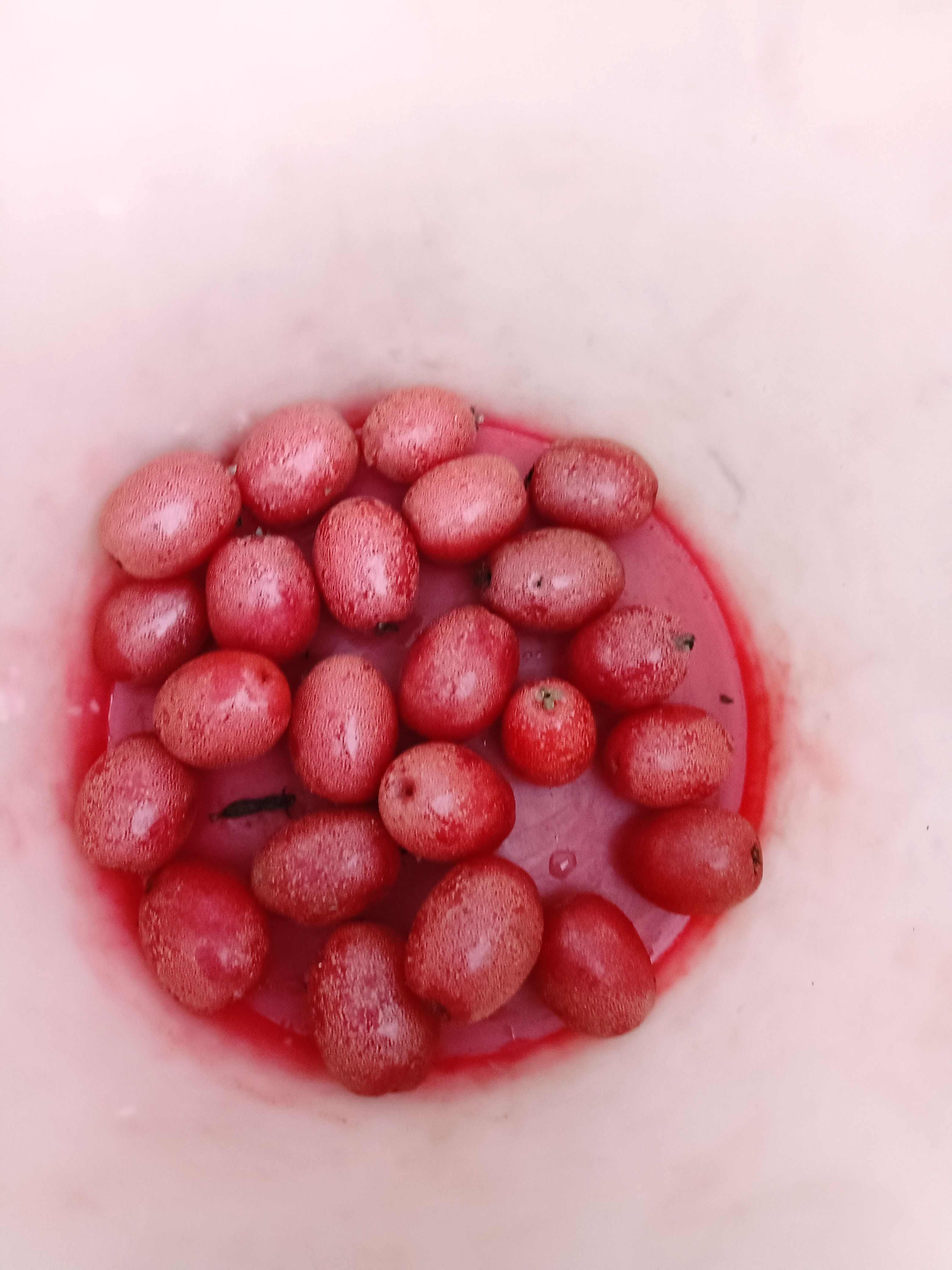 水果羊奶果