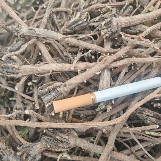 宁县甘肃本地北柴胡硬切片货