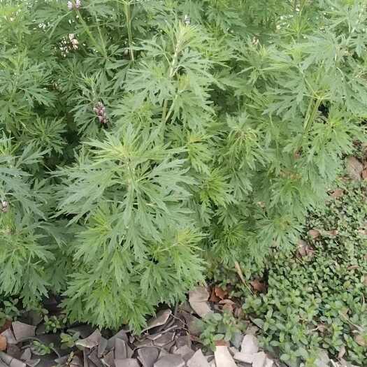桂林益母草