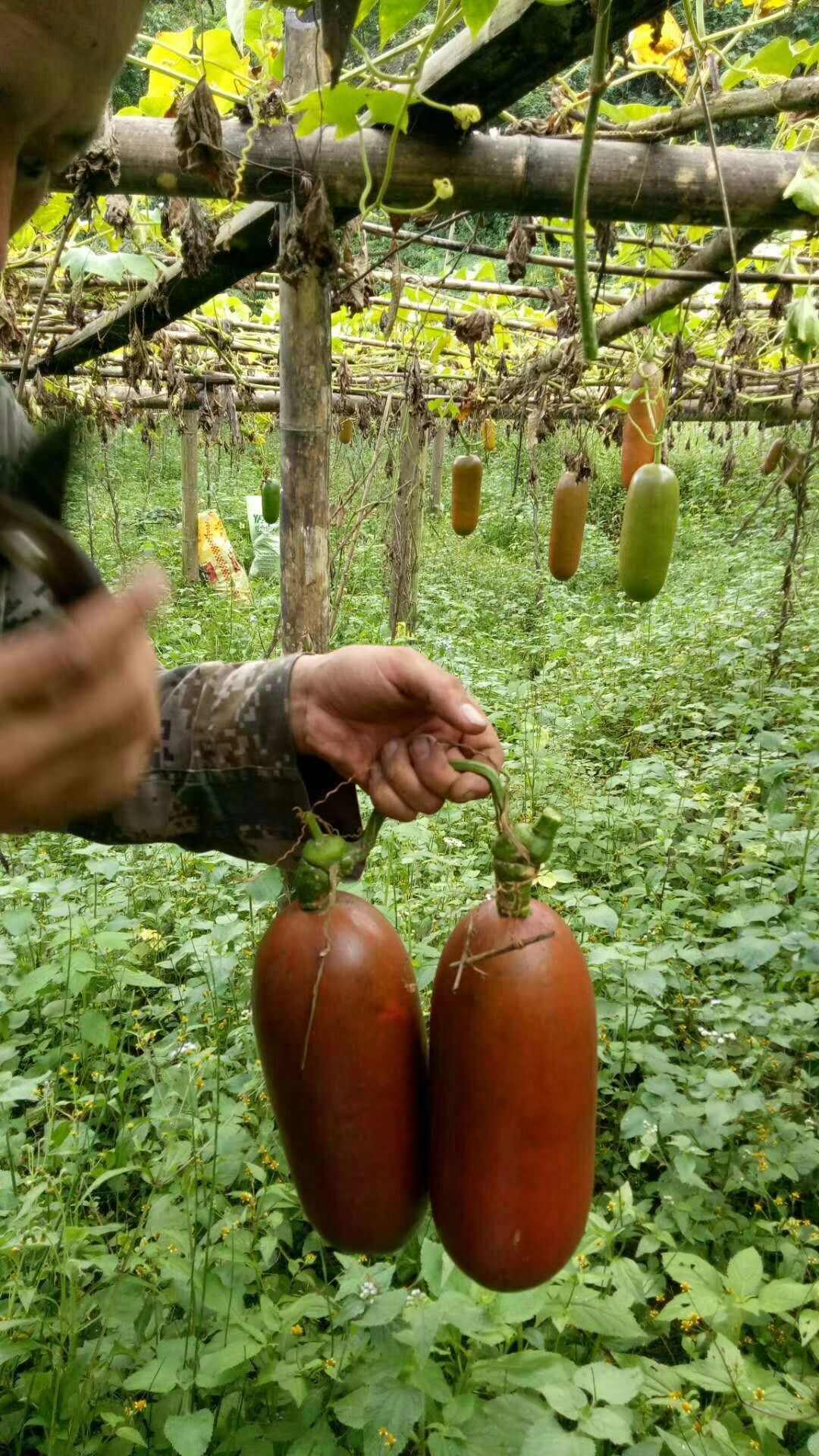 香茹蜜种子 种植基地直发